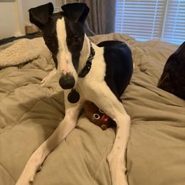 Whippet Puppies from Hertzog  Whippets
