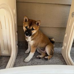 Peach - Red female Shiba Inu puppy in Elizabeth, New Jersey from Shiba Inu Loving Care