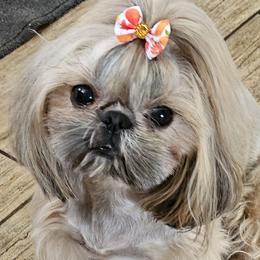 Emersyn - Shih Tzu