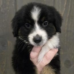 Ralphie - Black tri male Miniature American Shepherd puppy in Delta, Ohio from Sunrise Miniature American Shepherds