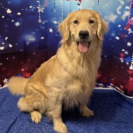 Whirl - Golden Retriever