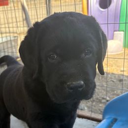 Female 4 - Black female Labrador Retriever puppy in Reno, Nevada from Nevada Labradors