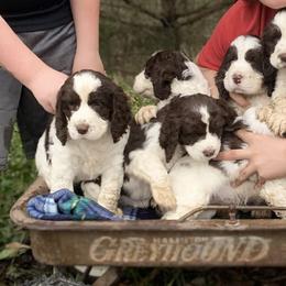 English Springer Spaniels from Highlander Springers