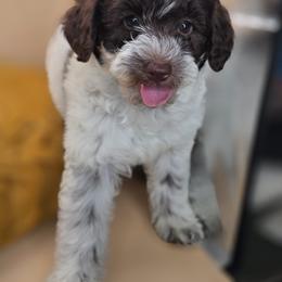 Sprout - Parti female Goldendoodle puppy in Decatur, Tennessee from Diamond's Doodles