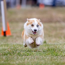 Inky - Pembroke Welsh Corgi