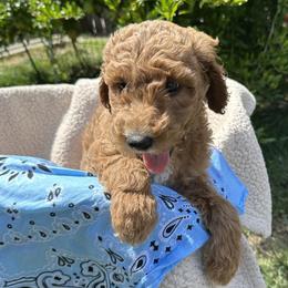 Light Blue Collar - Lisbon (Portugal) - Red  female Goldendoodle puppy in West Sacramento, California from Pomegranate Doodles