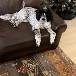 Springerdoodle All Grown Up from Cooper’s Mini Doodles