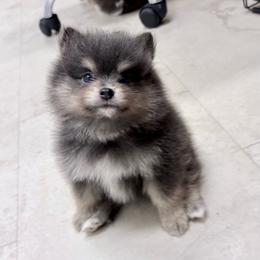 Jet - Blue male Pomeranian puppy in Atlanta, Georgia from Merle Paws Pomeranians