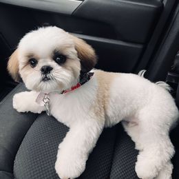 Shih Tzu Puppies from Little Miracles Shih Tzu