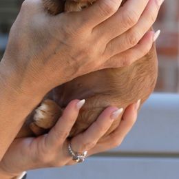 Ruby - Ruby female Cavalier King Charles Spaniel puppy in Greensboro, North Carolina from Hyde Park Cavaliers