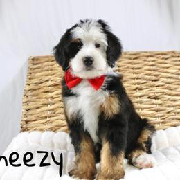 Sneezy - Tri-color male Bernedoodle puppy in Casa Grande, Arizona from AzDoodle Dandies
