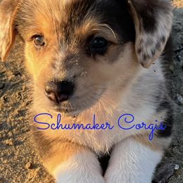 American Corgis, Cardigan Welsh Corgis, and Pembroke Welsh Corgis from Schumaker Corgis