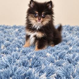 Akc Shy Shy - Tri-colored male Pomeranian puppy in Texas from Ruby's Poms