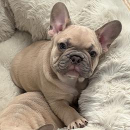 Gandalf - Blue fawn male French Bulldog puppy in Sweet Home, Oregon from Foster Lake Frenchies