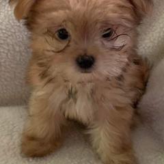 Mi-Ki Puppies from Little Angels Mi-Kis