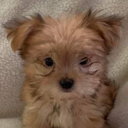 Mi-Ki Puppies from Little Angels Mi-Kis