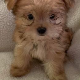 Mi-Ki Puppies from Little Angels Mi-Kis
