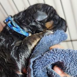 Boy 1 - Black and red male German Shepherd puppy in Roanoke, Alabama from Von Schönen Träumen German Shepherds