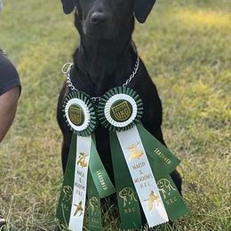 Labrador Retrievers from A List Retrievers