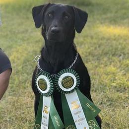 Labrador Retrievers from A List Retrievers