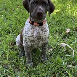 German Shorthaired Pointer Puppies from Tipsy Rabbit GSP TopDog Kennel