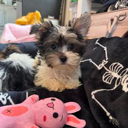 Teal collar - Parti female Yorkshire Terrier puppy in Massachusetts from Happy Tail Yorkies and Maltese