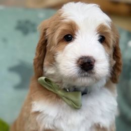 Nick - Red male Bernedoodle puppy in Yuciapa, California from AlltheDoodlez_