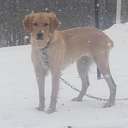 Oakley - Golden Retriever