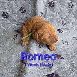 Romeo - Red male Labradoodle puppy in Genoa City, Wisconsin from Sakura Pups