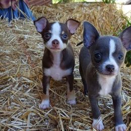 Chihuahua and Chinese Crested Puppies from Western Kentucky Chihuhua and Chinese Crested