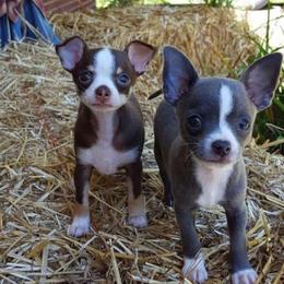 Chihuahua and Chinese Crested Puppies from Western Kentucky Chihuhua and Chinese Crested