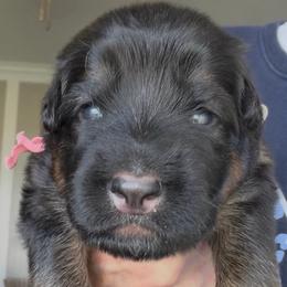 Girl 1 - Black and red female German Shepherd puppy in Valley Springs, South Dakota from Von Pasch German Shepherds