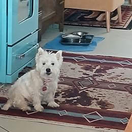 Daiay - West Highland White Terrier