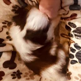Prince - Red and white male Shih Tzu puppy in Troy, Virginia from Shihtzu by Tiamaria