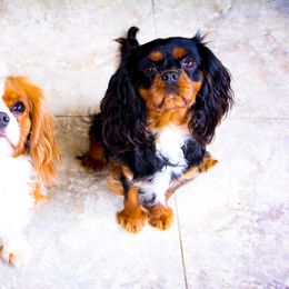 Cavalier King Charles Spaniel All Grown Up from MagPie Cavaliers