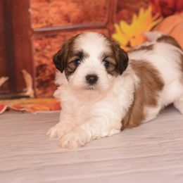 Ted - Brown and white male Shichon puppy in Moulton, Iowa from Shondel Puppy Paws
