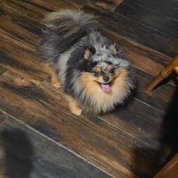 Freddie - Pomeranian