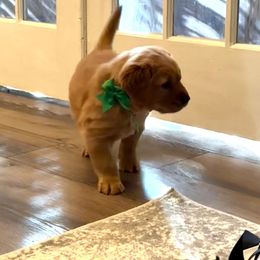 Golden Retriever and Labrador Retriever Puppies from All Around Retrievers