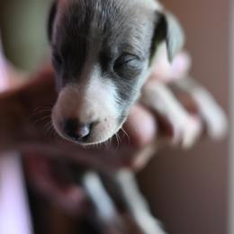 Apollo - Blue brindle male Whippet puppy in Gentry, Arkansas from Mardel Robeson of Mulberry Hollow Whippets