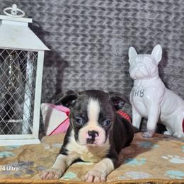 Mario - Blue male Boston Terrier puppy in Millers Creek, North Carolina from Tumbling Shoals Hilltop Bostons