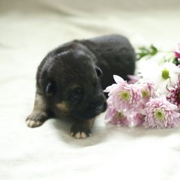 German Shepherd Puppies from Milestone GSDs