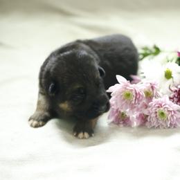 German Shepherd Puppies from Milestone GSDs