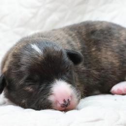 American Corgi, Cardigan Welsh Corgi, and Pembroke Welsh Corgi Puppies from Diamond Corgis