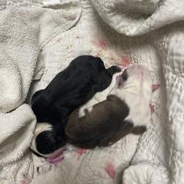 Bulldog Puppies from Heavenly English Bulldogs
