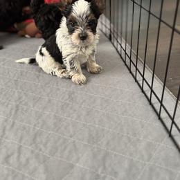 Peppermint Patty - Parti female Yorkshire Terrier puppy in Waldorf, Maryland from Luv My Yorkies, LLC