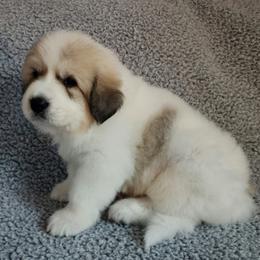 Titan - spot on side - White and badger male Great Pyrenees puppy in Monmouth, Maine from Flewelling Great Pyrenees