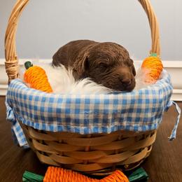 Huck - Brown male Bernedoodle puppy in Russell Springs, Kentucky from 270 Doodles