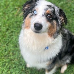 Aspen - Australian Shepherd