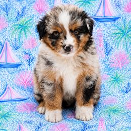 Sailor - Blue merle male Miniature Australian Shepherd puppy in Alexandria, Virginia from Fairfax Aussies