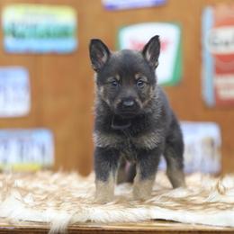 Black collar - Sable male German Shepherd puppy in Philippi, West Virginia from Vom Haus Highlands
